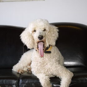 Gino