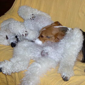 Cil en Lucas