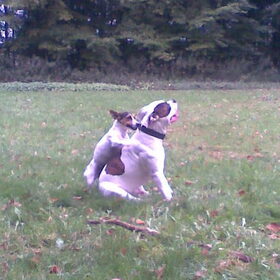 rockie