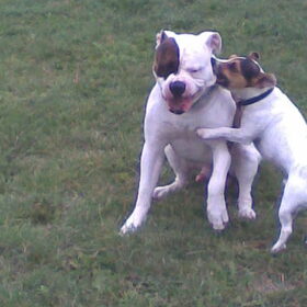 rockie