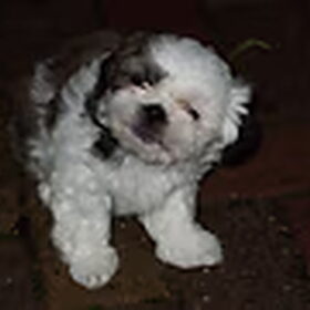 kyra 7 week