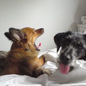 vermoeiend zo saampjes op bed liggen.....