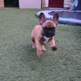 De Dumbo onder de Franse Bulldogs.