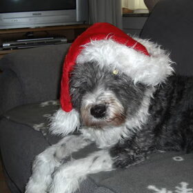 Ozzy met kerstmuts