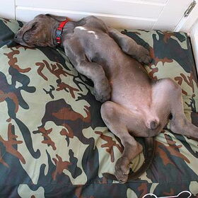 xziva Duitse Dog pup