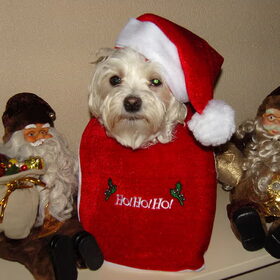 kerst daisy