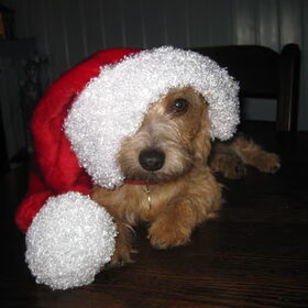 Santa Chica!