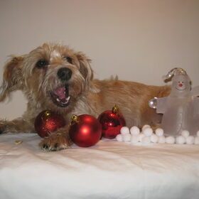 Chica in kerstsfeer.