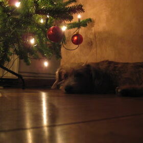 Het mooiste cadeautje ligt onder de kerstboom.