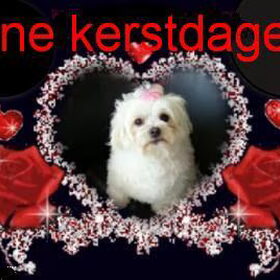 daisy wenst fijne kerstdagen