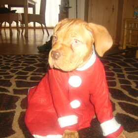 bo wenst iedereen prettige feestdagen....