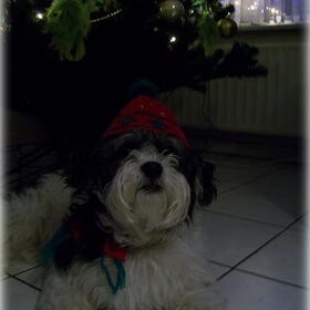 sparky die niet bij de kerstboom is weg te krijgen!!