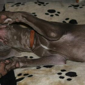 Shiva burrelt uiteindelijk - deel 3 :-)