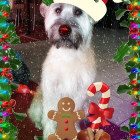 KerstBram