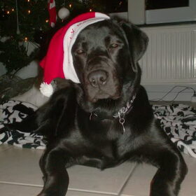 Bono's eerste kerst