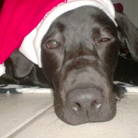 Bono 's eerste kerst