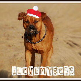 Spike in kerstsfeer!