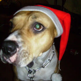 Senna met kerstmuts