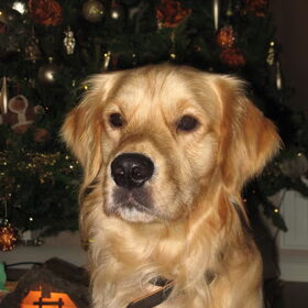 Sam bij de Kerstboom