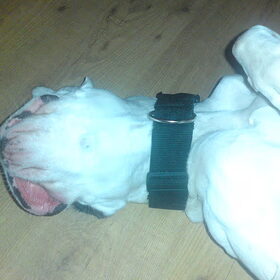Diesel