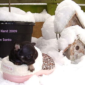 Ik wil "crocs"onder de Kerstboom