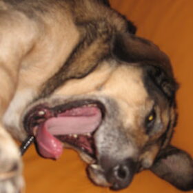 Mexx de luiste hond..