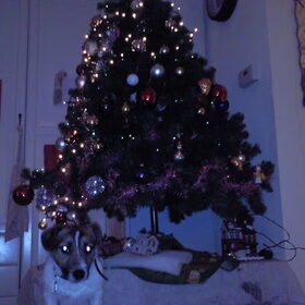 qoucha