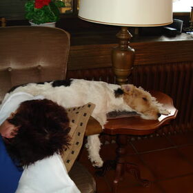Op wintervakantie....geen plek op de bank! Tafel ligt ook…