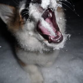 flush in de sneew