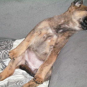 Lola's zitslaap