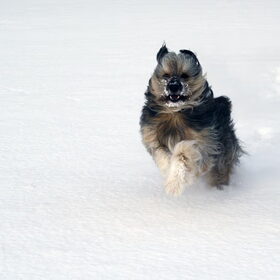 run troy run