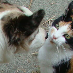 kiss