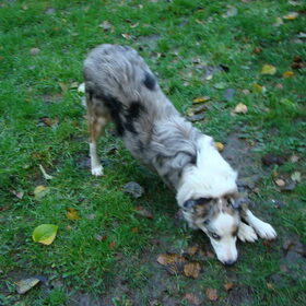 dogy dance