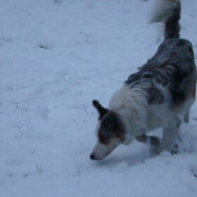 sneeuw speuren