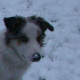 sneeuw neusje