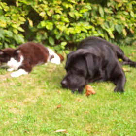 Gezellig samen met de poes
