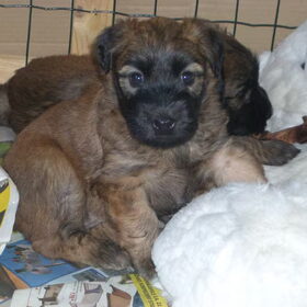 pup cheyenne
