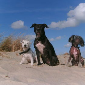 charlie´s angels