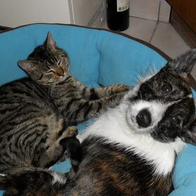 Toby en de poes