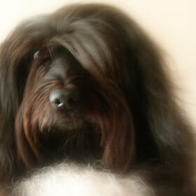 Fluffy Lady