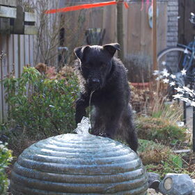 Diesel op het waterornament