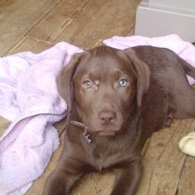 Stoere pup BINKY