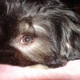 Tommie's close up