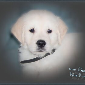 al een echt fotomodelleke toch ???? onze pup Max