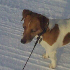 mazzeltje Love's sneeuw