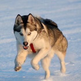 ORFAN MIJN HUSKY IN ACTIE IN DE SNEEUW !!!
