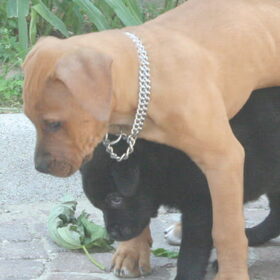 Qelle e Principe