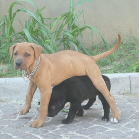 Qelle e Principe