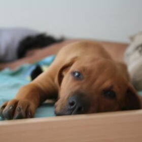 Qelle in letto