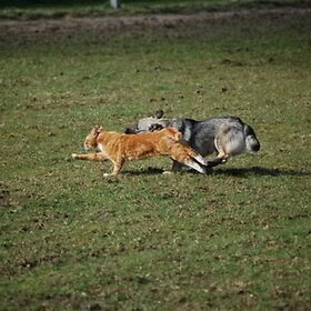 Samen spelen !